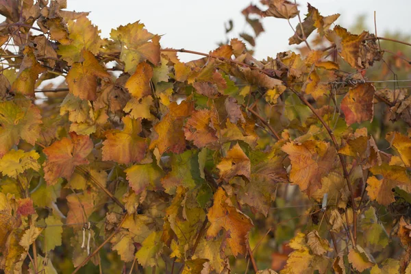 秋に赤の葉を持つブドウ畑 ブドウの冬への移行 ワイン造り ワイン生産の技術 モルドバのワイン生産 — ストック写真