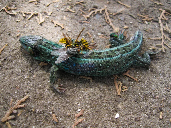 Lagarto Arena Lacerta Agilis Lagarto Lacertídeo Los Insectos Comen Reptiles — Foto de Stock