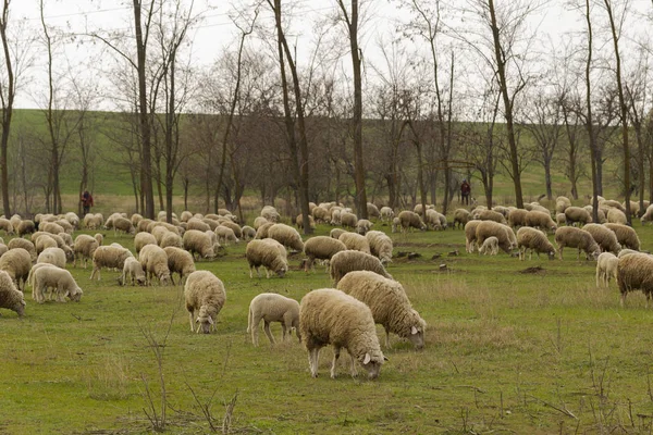 Stádo Koz Ovcí Zvířata Pasou Louce Horské Pastviny Evropě — Stock fotografie