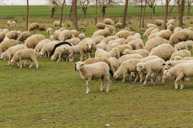 Keçi ve koyun sürüsü. Çayırda hayvan otlatmak. Avrupa'nın Dağ Meraları.