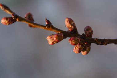 Şişmiş, açılmamış çiçek tomurcukları kayısı. Bahar bitki hayatında değişiklikler. Yağmur sonrası.