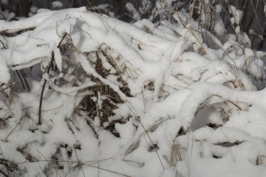 Uzun otların bir kar fırtınası sonra karla kaplı. Doğada kış.