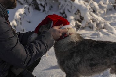 Avustralyalı çoban Alfa erkek yılbaşı soyunma direnir. Köpek itaat etmek istemeyen bir karakter gösterir. Noel bekleyişten. New Year's quest - köpek Giydir.