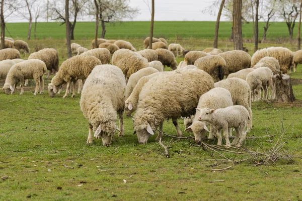 Stádo Koz Ovcí Zvířata Pasou Louce Horské Pastviny Evropě — Stock fotografie