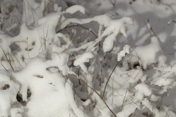 Tall Grass Covered Snow Snowstorm Nature Winter — Stock Photo, Image