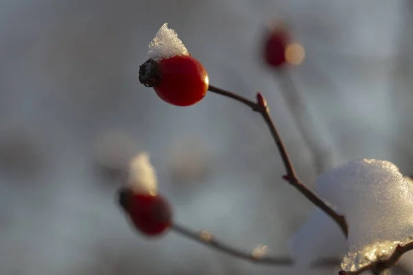 Winterlandschap Sneeuw Een Wilde Rozenstruik Ice Bos Hond Rozen Canina — Stockfoto