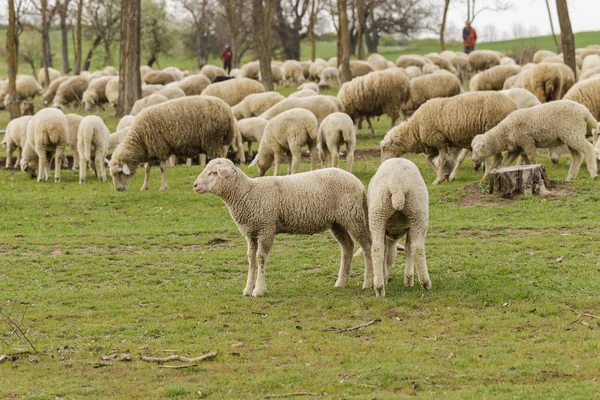 Una Mandria Capre Pecore Gli Animali Pascolano Nel Prato Pascoli — Foto Stock