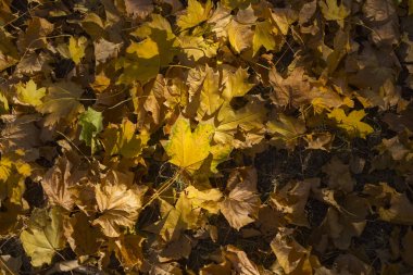Akçaağaç alan bırakır. Sonbahar halı. Ağaçların yaprakları attı.