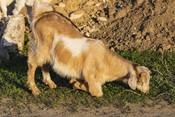 ひざまずいた子供のヤギは 彼の前の膝の上に放牧する 新生児のヤギは外の世界と知り合いになる ペットの繁殖と成長 家庭の庭で子供の頃のヤギ — ストック写真