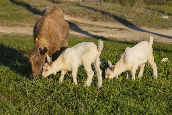 Kambing Mengajarkan Anak Anak Untuk Menggigit Rumput Dua Anak Kambing — Stok Foto