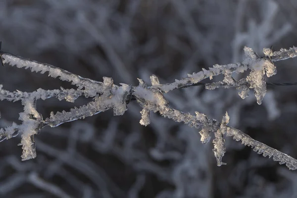 Barbed wire covered with ice. Closed area in winter. Exclusion Zone.