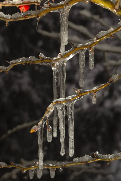 Frusna Skogen Crataegus Brukar Kallas Hagtorn Quickthorn Thornapple Kan Träd — Stockfoto