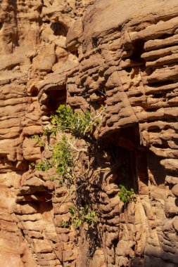 Renkli Kanyon, Sina yarımadasında bir kaya oluşumudur. Nuweiba, Mısır manzarası.