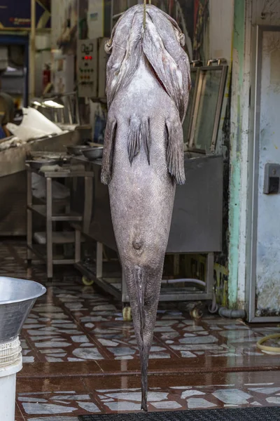 바자회에서 대서양 골리앗 그루퍼 밧줄에 매달려있는 물고기 죽이고 바다에서 — 스톡 사진