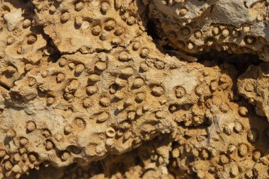 Kızıl Deniz 'in fosil mercanları. Antik yaratıklar, taşa döndüler..