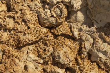 Kızıl Deniz 'in fosil mercanları. Antik yaratıklar, taşa döndüler..