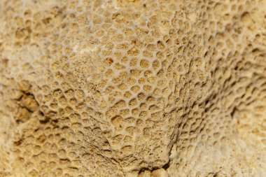 Kızıl Deniz 'in fosil mercanları. Antik yaratıklar, taşa döndüler..