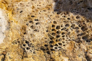 Kızıl Deniz 'in fosil mercanları. Antik yaratıklar, taşa döndüler..