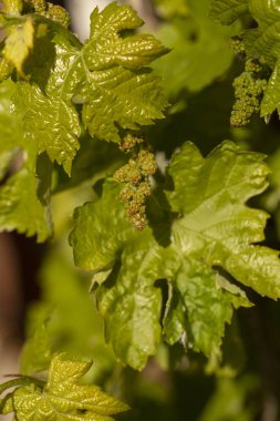 Viticulture-asma çiçekler. Şarap yapımı. Şarap üretimi teknolojisi. Moldova 'da şarap üretimi.