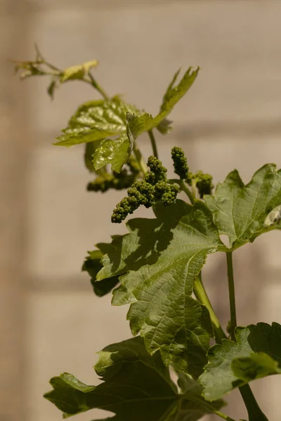 Viticulture Fleurs Vigne Vinification Technologie Production Vin Production Vin Moldova — Photo