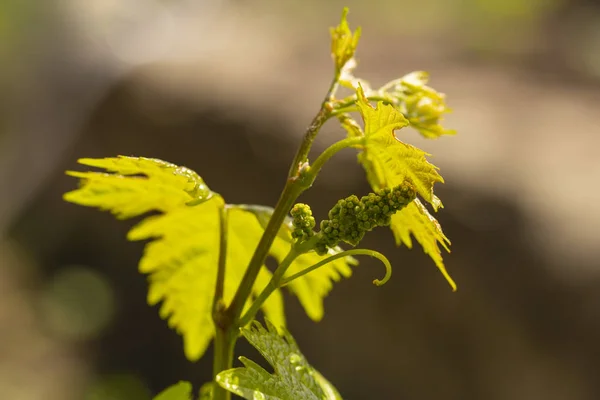 Viticulture - flowers of the vine. Wine-making. Technology of wine production. Wine production in Moldova.