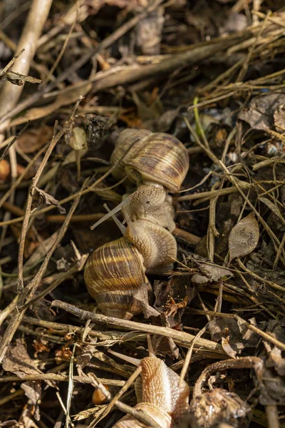 Helix Pomatia Romersk Vinröd Snigel Escargot Art Stor Ätlig Luft — Stockfoto