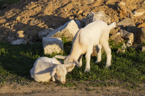 Dvě Malé Dětské Kozy Bílá Dvojčata Baví Novorozené Kozy Seznamují — Stock fotografie