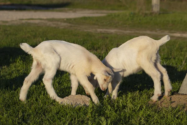 Deux Petites Chèvres Jumelles Blanches Qui Amusent Les Chèvres Nouveau — Photo