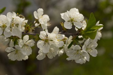 Kiraz çiçekleri. Meyve ağacının beyaz çiçekleri.