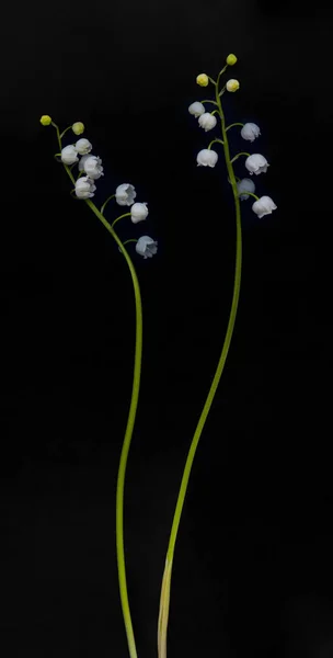 Lily of the valley flowers on a black background. Two blossom.