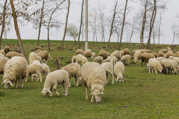 Una Mandria Capre Pecore Gli Animali Pascolano Nel Prato Pascoli — Foto Stock