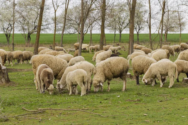 Stádo Koz Ovcí Zvířata Pasou Louce Horské Pastviny Evropě — Stock fotografie