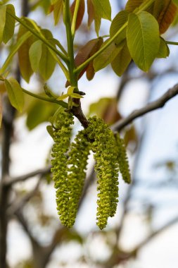 Bahar ceviz çiçeği. Altı loblu Brahte ve 12-18 stamens, küpe asarak toplanan erkek ceviz çiçek-staminate çiçek oluşur.