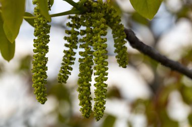 Bahar ceviz çiçeği. Altı loblu Brahte ve 12-18 stamens, küpe asarak toplanan erkek ceviz çiçek-staminate çiçek oluşur.