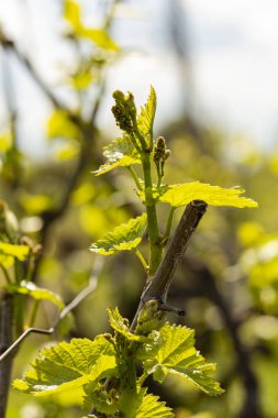 Viticulture-asma çiçekler. Şarap yapımı. Şarap üretimi teknolojisi. Moldova 'da şarap üretimi.