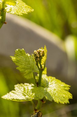 Viticulture-asma çiçekler. Şarap yapımı. Şarap üretimi teknolojisi. Moldova 'da şarap üretimi.