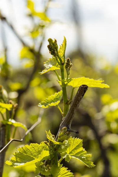 Viticulture Asma Çiçekler Şarap Yapımı Şarap Üretimi Teknolojisi Moldova Şarap — Stok fotoğraf