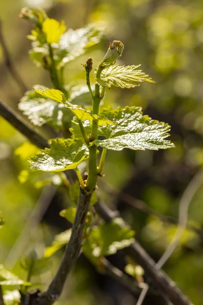 Viticulture - flowers of the vine. Wine-making. Technology of wine production. Wine production in Moldova.