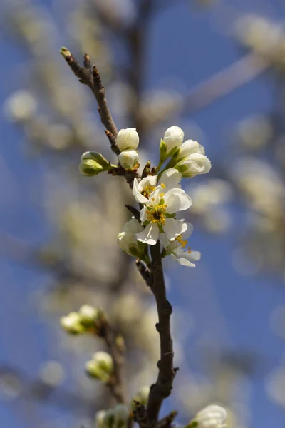 Apple Tree Bloom White Flowers Fruit Tree Spring Vegetation Fruit — Stock Photo, Image