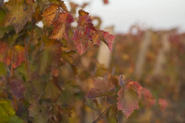 Viñedos Otoño Con Follaje Rojo Transición Vid Invierno Elaboración Vino — Foto de Stock