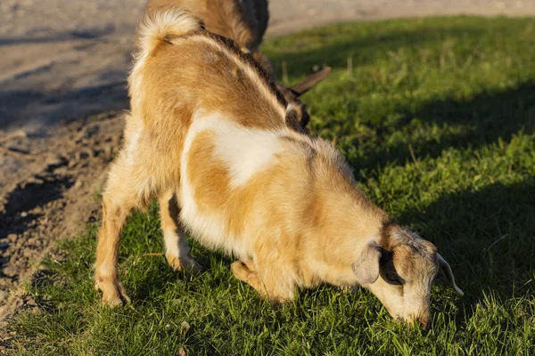 ひざまずいた子供のヤギは 彼の前の膝の上に放牧する 新生児のヤギは外の世界と知り合いになる ペットの繁殖と成長 家庭の庭で子供の頃のヤギ — ストック写真