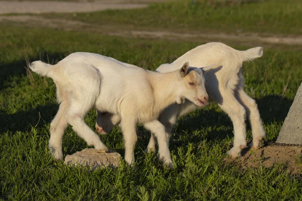 Dwa Małe Koźlę Kozy Białe Bliźniaki Zabawy Nowo Narodzone Kozy — Zdjęcie stockowe