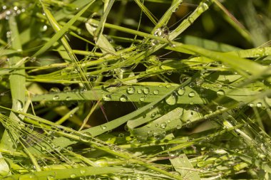 Yağmurdan sonra saman. Çimenlerin üzerinde bir sürü su damlası var. Doğal olayların flora üzerindeki etkisi.