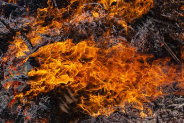 Yanan ateş. Yanan ağaç dalları. Baharın gelişine adanmış pagan ayini. Shrovetide'de büyük şenlik ateşi. Auto-da-fe, kamu ceza ritüeli, kazıkta yanan.