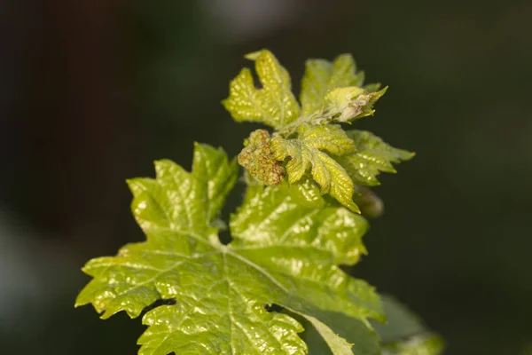 葡萄栽培 藤蔓的花朵 葡萄酒生产技术 摩尔多瓦的葡萄酒生产 — 图库照片