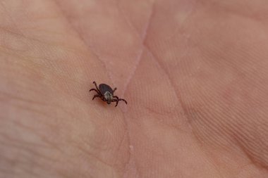 Ixodes ricinus, hint fasulyesi kene, sert gövdeli kene başlıca Avrupa türüdür. Taşıyıcı Lyme hastalığı ve insan kolunda kene kaynaklı ensefalit.