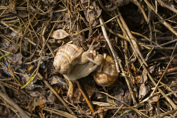 ヘリックスポマティア ローマ ブルゴーニュカタツムリ エスカルゴは 大きな 空気呼吸の土地カタツムリ 家族ヘリキダ科の胃ポッド陸上軟体動物の種です アモラス コートシップ ハーマフロダイト — ストック写真