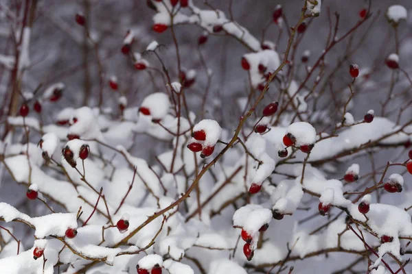 Winterlandschaft Und Schnee Einem Wilden Rosenbusch Eiswald Die Hundsrosen Der — Stockfoto