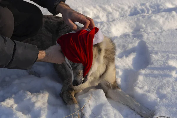 The alpha male of the Australian Shepherd resists new year\'s dressing. The dog shows character, not wanting to obey. Christmas standoff. New Year\'s quest - dress the dog.