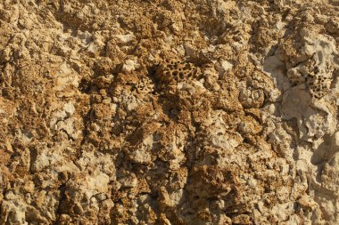 Kızıl Deniz 'in fosil mercanları. Antik yaratıklar, taşa döndüler..